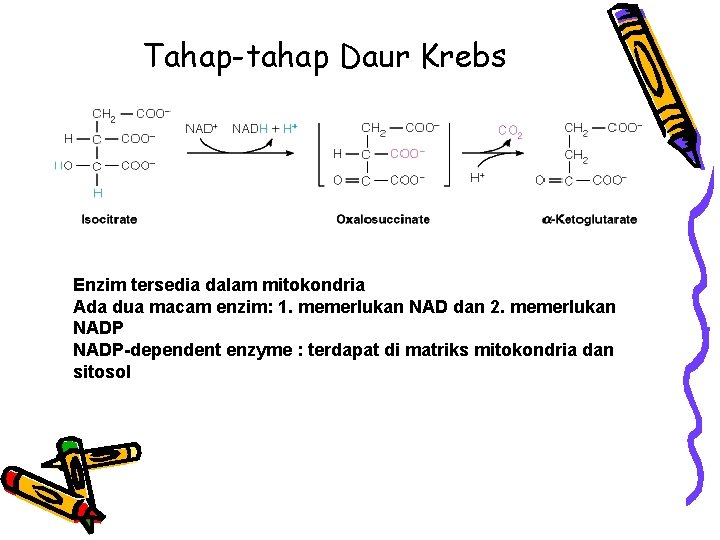 Tahap-tahap Daur Krebs Enzim tersedia dalam mitokondria Ada dua macam enzim: 1. memerlukan NAD