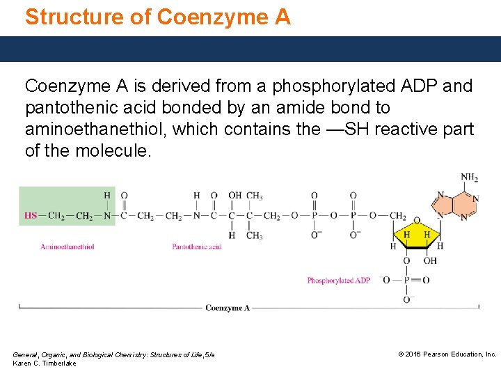 Structure of Coenzyme A is derived from a phosphorylated ADP and pantothenic acid bonded Structure of Coenzyme A is derived from a phosphorylated ADP and pantothenic acid bonded