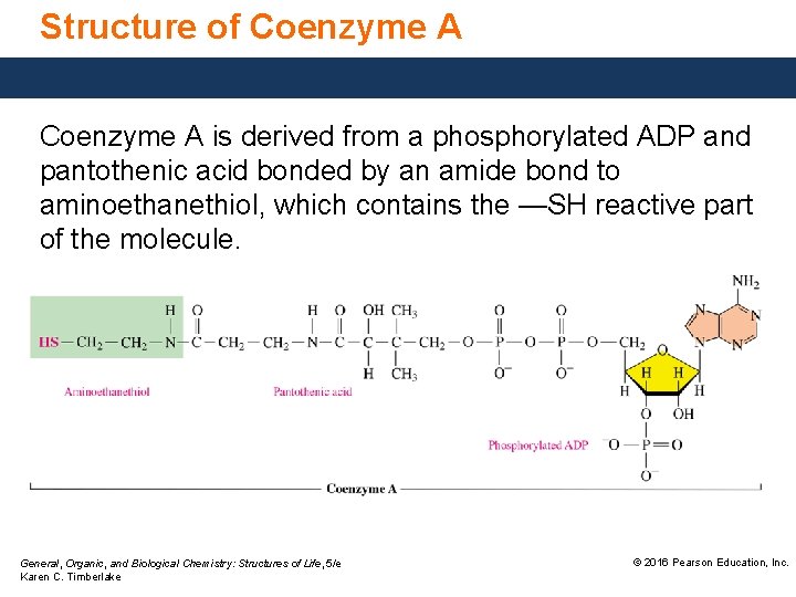 Structure of Coenzyme A is derived from a phosphorylated ADP and pantothenic acid bonded