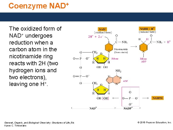 Coenzyme NAD+ The oxidized form of NAD+ undergoes reduction when a carbon atom in