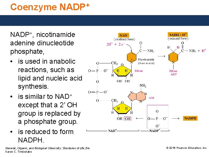 Coenzyme NADP+, nicotinamide adenine dinucleotide phosphate, • is used in anabolic reactions, such as