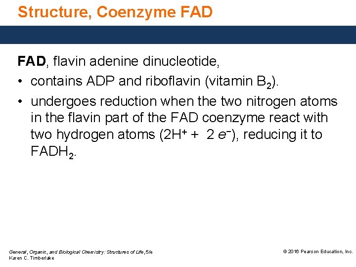 Structure, Coenzyme FAD, flavin adenine dinucleotide, • contains ADP and riboflavin (vitamin B 2).