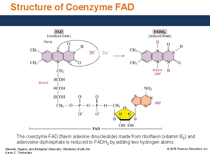 Structure of Coenzyme FAD The coenzyme FAD (flavin adenine dinucleotide) made from riboflavin (vitamin Structure of Coenzyme FAD The coenzyme FAD (flavin adenine dinucleotide) made from riboflavin (vitamin