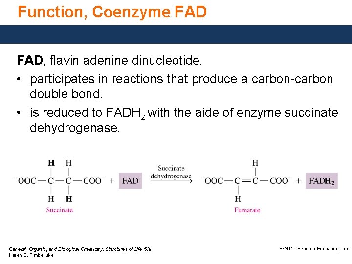 Function, Coenzyme FAD, flavin adenine dinucleotide, • participates in reactions that produce a carbon-carbon Function, Coenzyme FAD, flavin adenine dinucleotide, • participates in reactions that produce a carbon-carbon