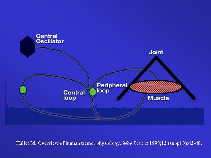 Hallet M. Overview of human tremor physiology. Mov Disord 1998; 13 (suppl 3): 43