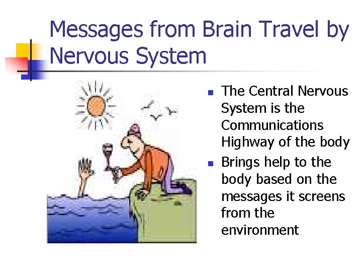 Messages from Brain Travel by Nervous System n n The Central Nervous System is