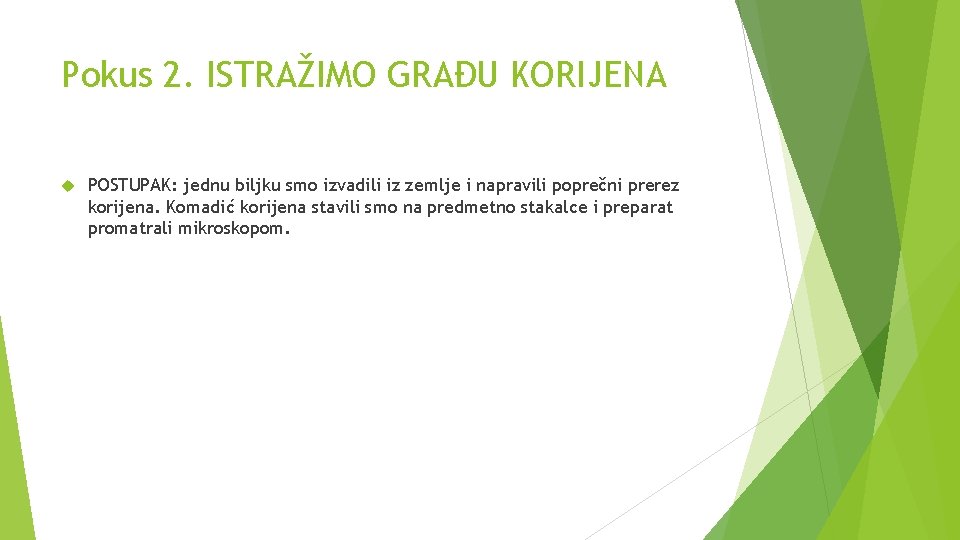 Pokus 2. ISTRAŽIMO GRAĐU KORIJENA POSTUPAK: jednu biljku smo izvadili iz zemlje i napravili