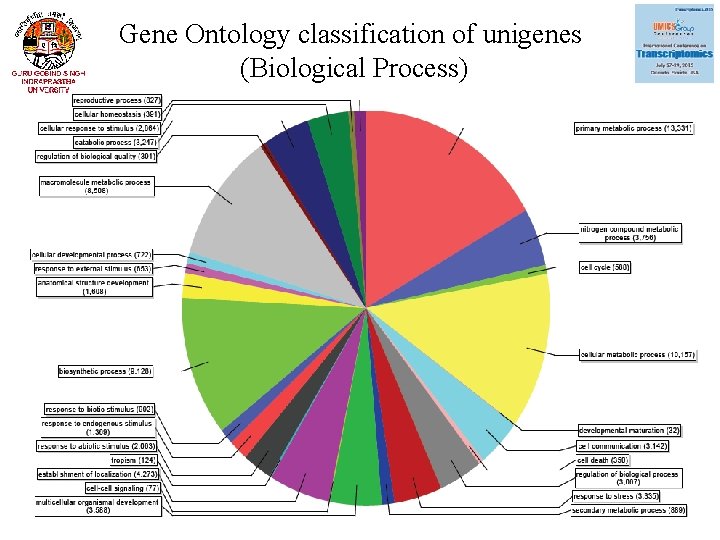 Gene Ontology classification of unigenes (Biological Process) 