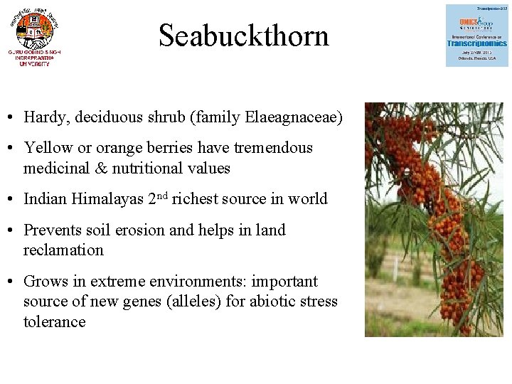 Seabuckthorn • Hardy, deciduous shrub (family Elaeagnaceae) • Yellow or orange berries have tremendous