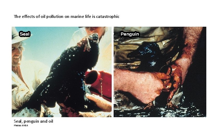 The effects of oil pollution on marine life is catastrophic Seal, penguin and oil