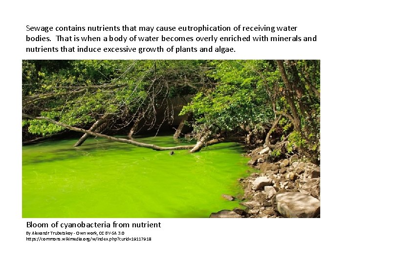 Sewage contains nutrients that may cause eutrophication of receiving water bodies. That is when