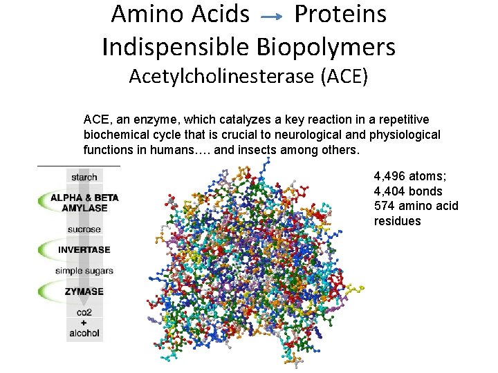 Amino Acids Proteins Indispensible Biopolymers Acetylcholinesterase (ACE) ACE, an enzyme, which catalyzes a key