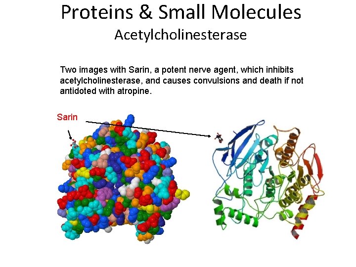 Proteins & Small Molecules Acetylcholinesterase Two images with Sarin, a potent nerve agent, which