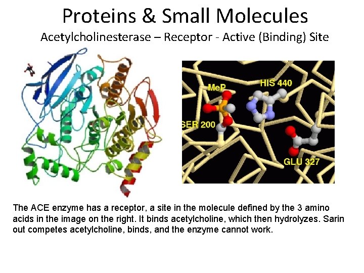 Proteins & Small Molecules Acetylcholinesterase – Receptor - Active (Binding) Site The ACE enzyme