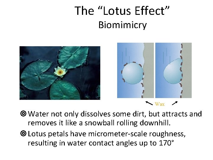 The “Lotus Effect” Biomimicry Wax ¥ Water not only dissolves some dirt, but attracts