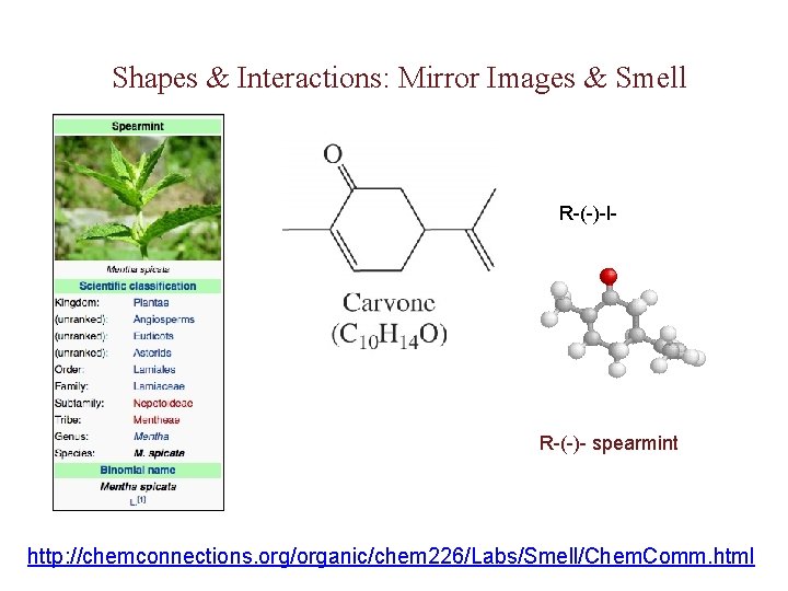 Shapes & Interactions: Mirror Images & Smell R-(-)-l- R-(-)- spearmint http: //chemconnections. org/organic/chem 226/Labs/Smell/Chem.