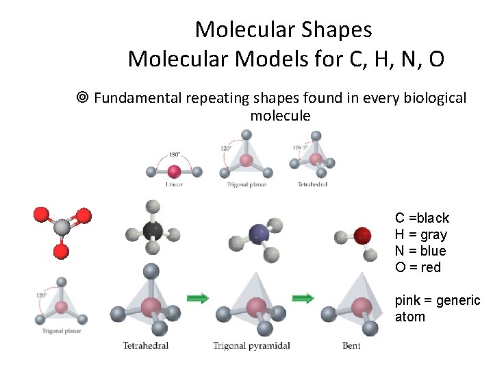 Molecular Shapes Molecular Models for C, H, N, O ¥ Fundamental repeating shapes found