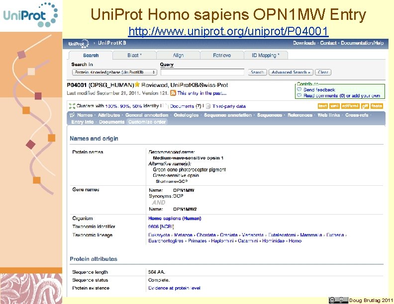 Uni. Prot Homo sapiens OPN 1 MW Entry http: //www. uniprot. org/uniprot/P 04001 Doug
