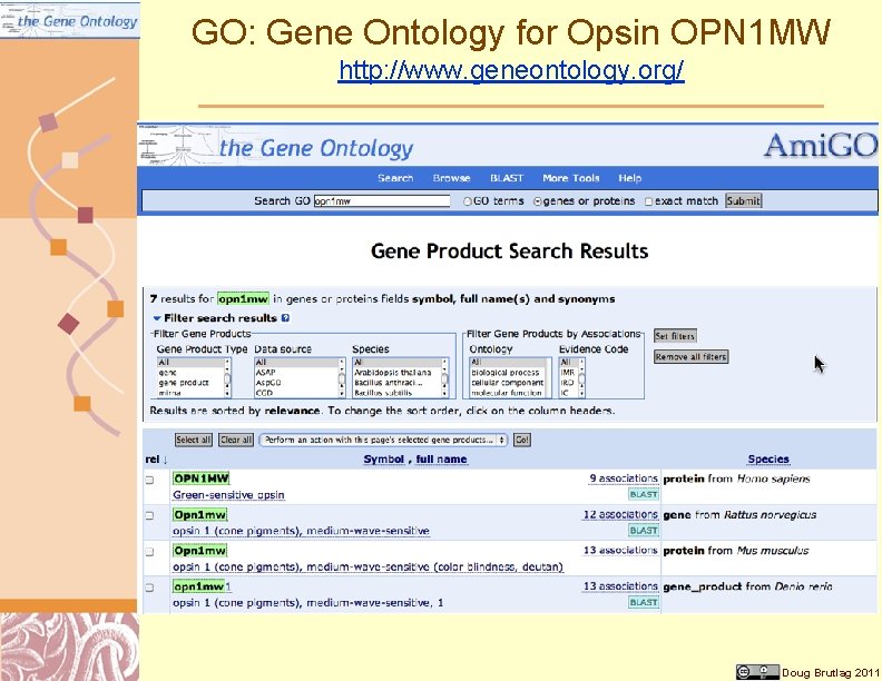 GO: Gene Ontology for Opsin OPN 1 MW http: //www. geneontology. org/ Doug Brutlag