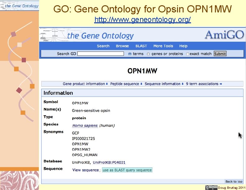 GO: Gene Ontology for Opsin OPN 1 MW http: //www. geneontology. org/ Doug Brutlag