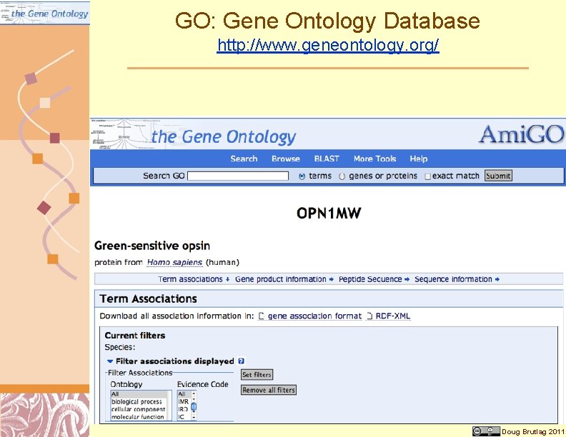 GO: Gene Ontology Database http: //www. geneontology. org/ Doug Brutlag 2011 