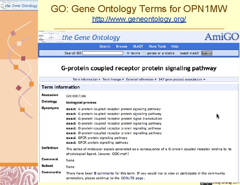 GO: Gene Ontology Terms for OPN 1 MW http: //www. geneontology. org/ Doug Brutlag