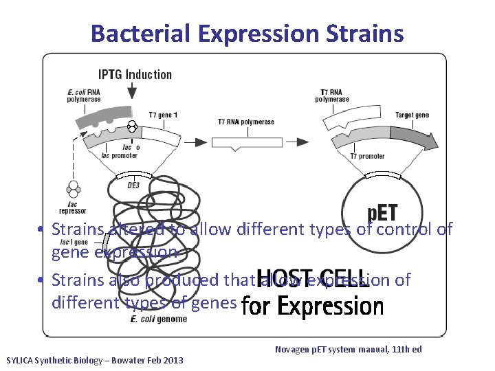 Bacterial Expression Strains • Number of different bacterial strains are in use • One