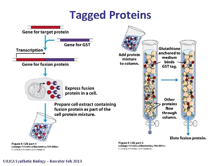 Tagged Proteins • “Tags” are widely used to give convenient, fast purification of recombinant