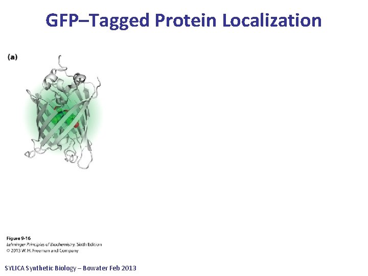 GFP–Tagged Protein Localization SYLICA Synthetic Biology – Bowater Feb 2013 