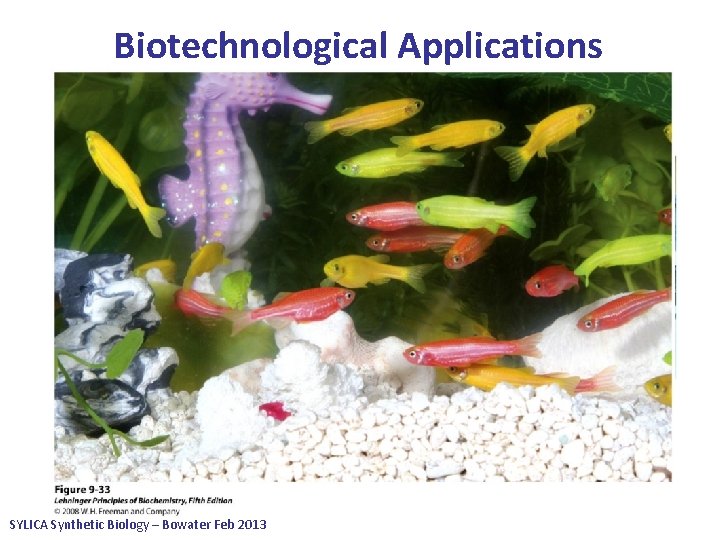 Biotechnological Applications • Protein engineering approaches can be used to provide significant alterations to