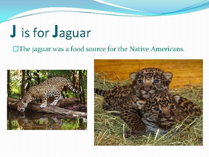 J is for Jaguar �The jaguar was a food source for the Native Americans.