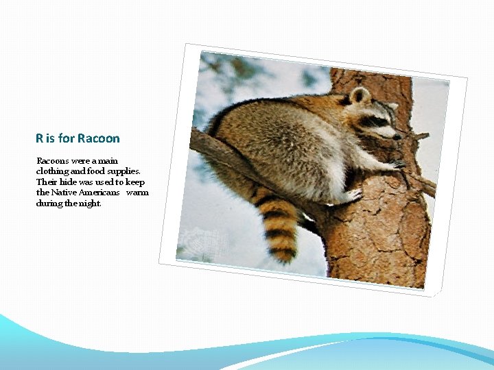 R is for Racoons were a main clothing and food supplies. Their hide was