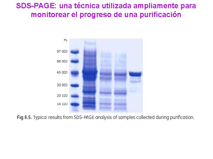SDS-PAGE: una técnica utilizada ampliamente para monitorear el progreso de una purificación 