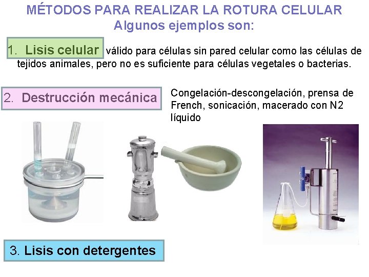 MÉTODOS PARA REALIZAR LA ROTURA CELULAR Algunos ejemplos son: 1. Lisis celular válido para