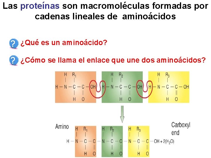 Las proteínas son macromoléculas formadas por cadenas lineales de aminoácidos ¿Qué es un aminoácido?