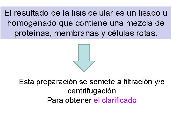 El resultado de la lisis celular es un lisado u homogenado que contiene una