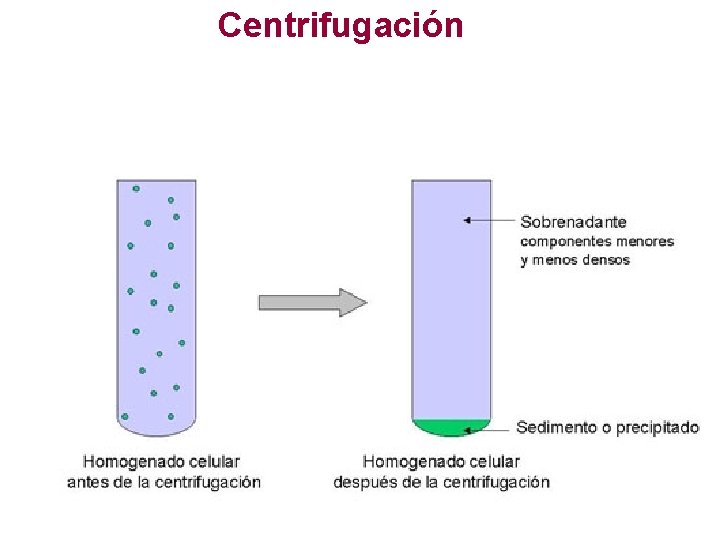Centrifugación 