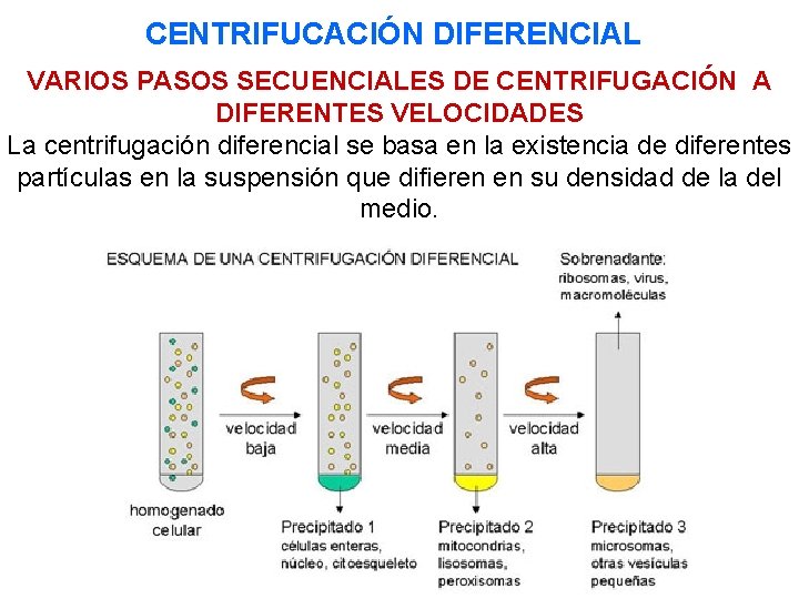 CENTRIFUCACIÓN DIFERENCIAL VARIOS PASOS SECUENCIALES DE CENTRIFUGACIÓN A DIFERENTES VELOCIDADES La centrifugación diferencial se