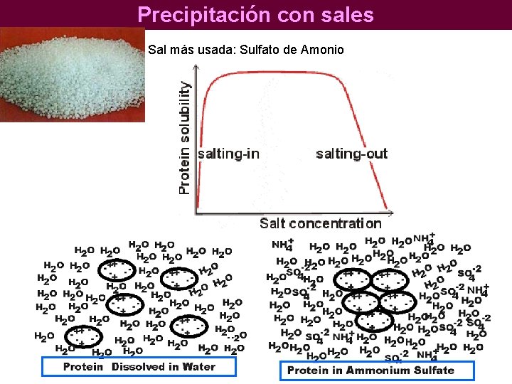 Precipitación con sales Sal más usada: Sulfato de Amonio 