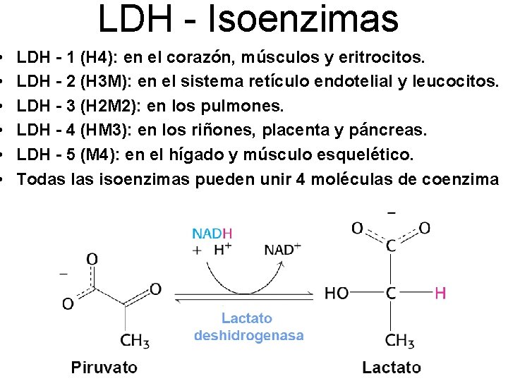  • • • LDH - Isoenzimas LDH - 1 (H 4): en el