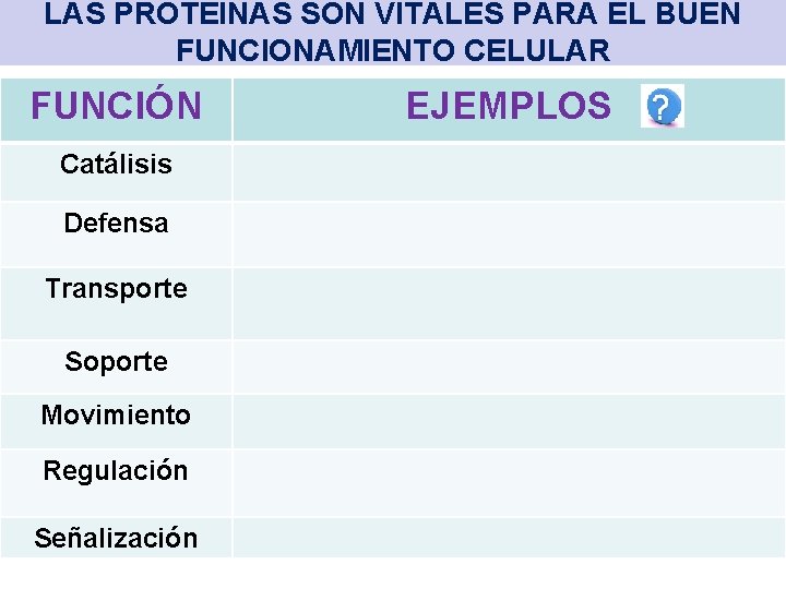 LAS PROTEÍNAS SON VITALES PARA EL BUEN FUNCIONAMIENTO CELULAR FUNCIÓN Catálisis Defensa Transporte Soporte
