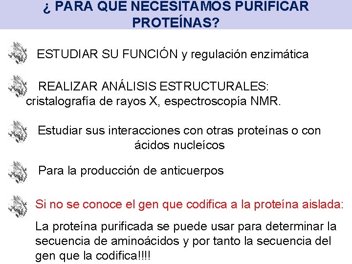 ¿ PARA QUÉ NECESITAMOS PURIFICAR PROTEÍNAS? ESTUDIAR SU FUNCIÓN y regulación enzimática REALIZAR ANÁLISIS