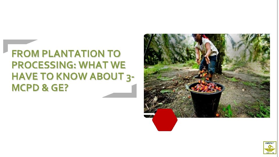 FROM PLANTATION TO PROCESSING: WHAT WE HAVE TO KNOW ABOUT 3 MCPD & GE?