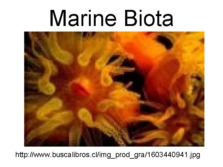 Marine Biota http: //www. buscalibros. cl/img_prod_gra/1603440941. jpg 