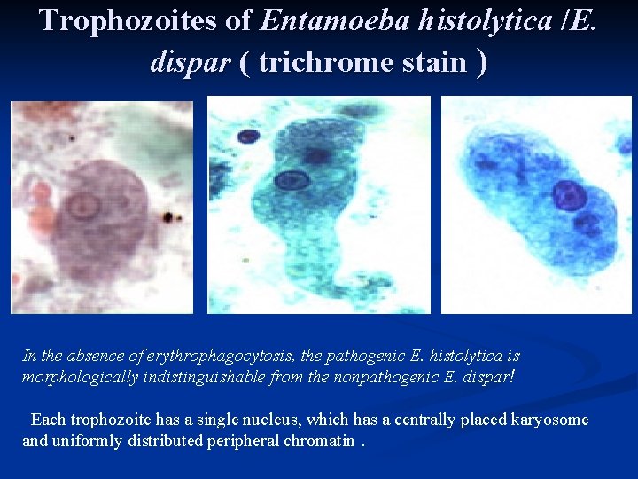 Trophozoites of Entamoeba histolytica /E. dispar ( trichrome stain ) Microscopy B A In