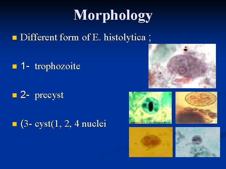 Morphology n Different form of E. histolytica ; n 1 - trophozoite n 2