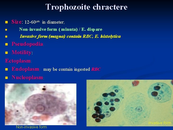 Trophozoite chractere n Size: 12 -60μm in diameter; n Non-invasive form ( minuta) /