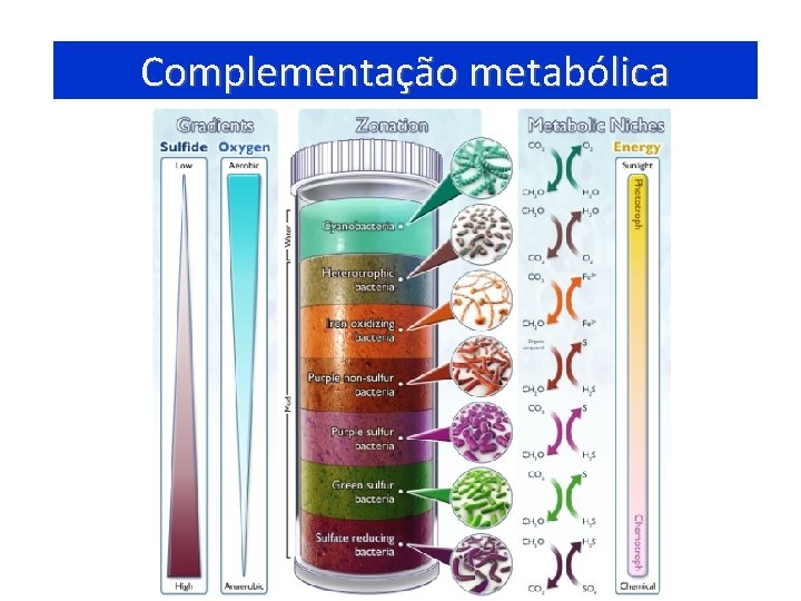 Complementação metabólica 11 
