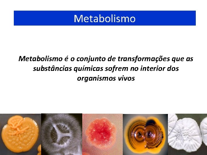 Metabolismo é o conjunto de transformações que as substâncias químicas sofrem no interior dos