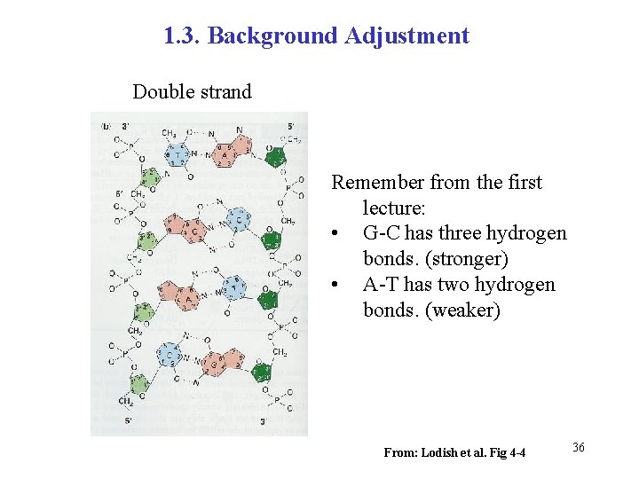 1. 3. Background Adjustment Double strand Remember from the first lecture: • G-C has